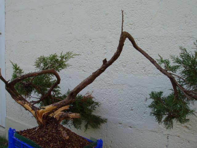 Junip Rus Yamadori Les Chuhin Et Autres Grands Bonsa Parlonsbonsai