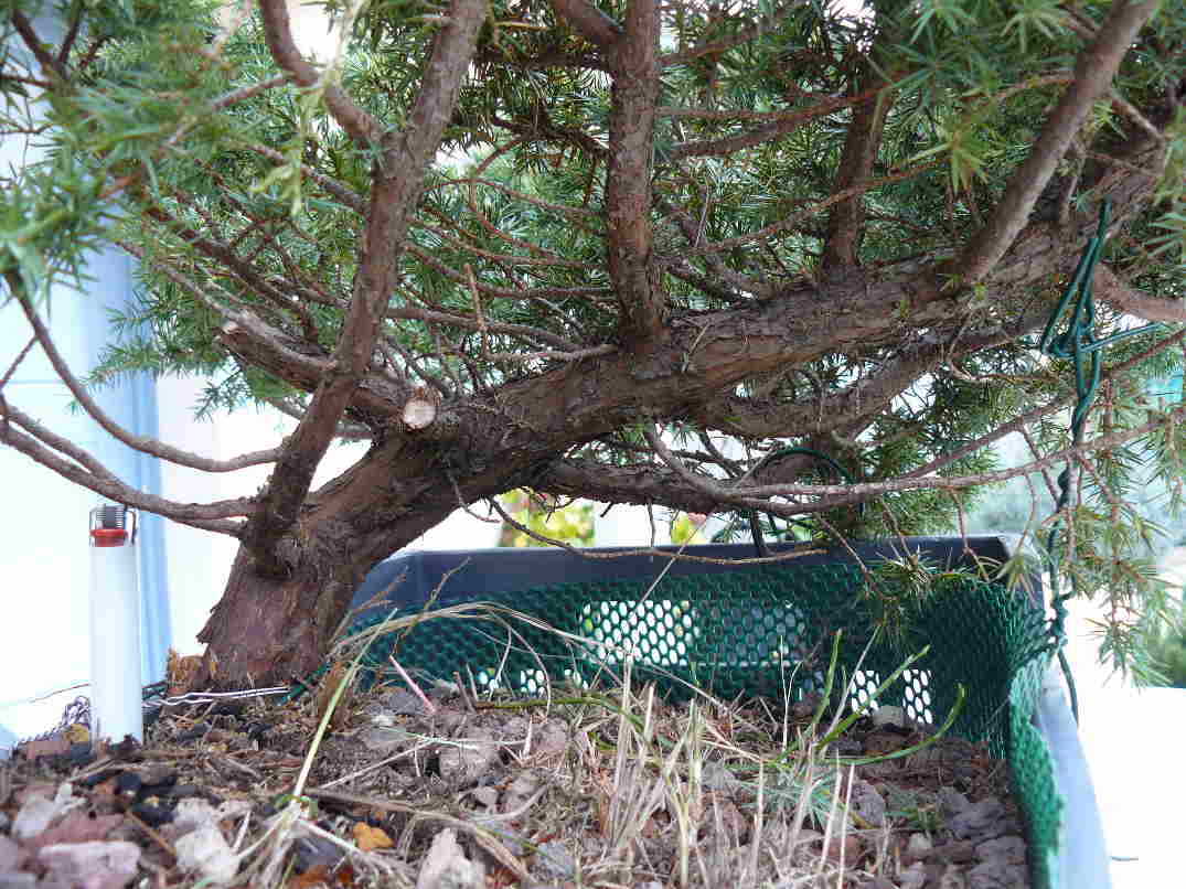 Juniperus Communis Nana Yamadori Les Chuhin Et Autres Grands Bonsa