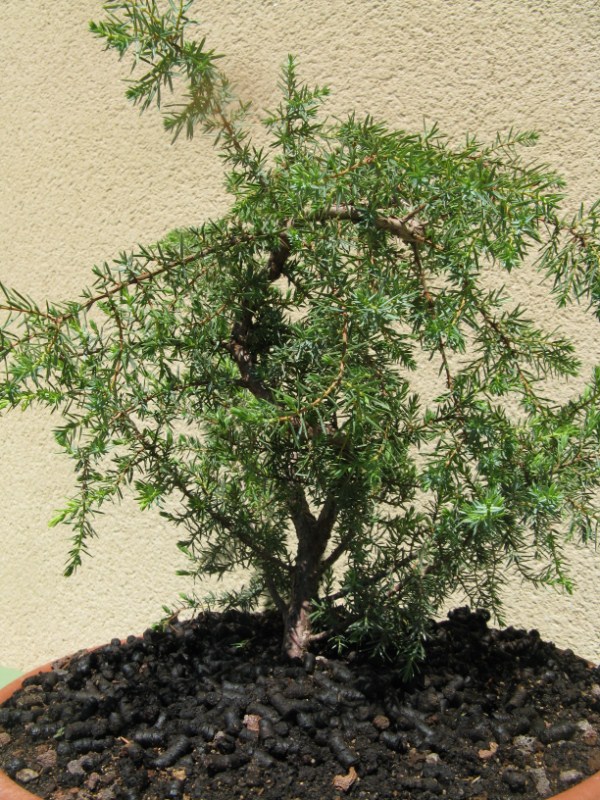 Juniperus communis Les chuhin et autres grands bonsaï ParlonsBonsai