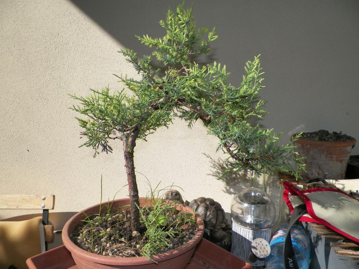 Identification Deux Arbres Identifier Mon Arbre ParlonsBonsai