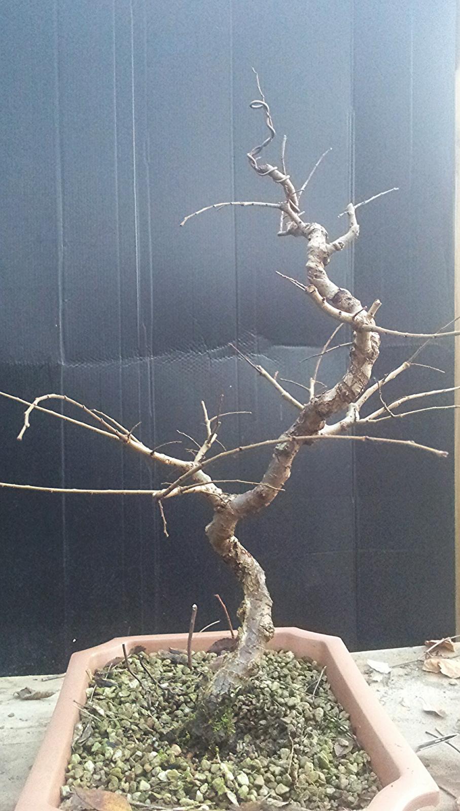 Orme Du Japon Nire Les Chuhin Et Autres Grands Bonsa Parlonsbonsai