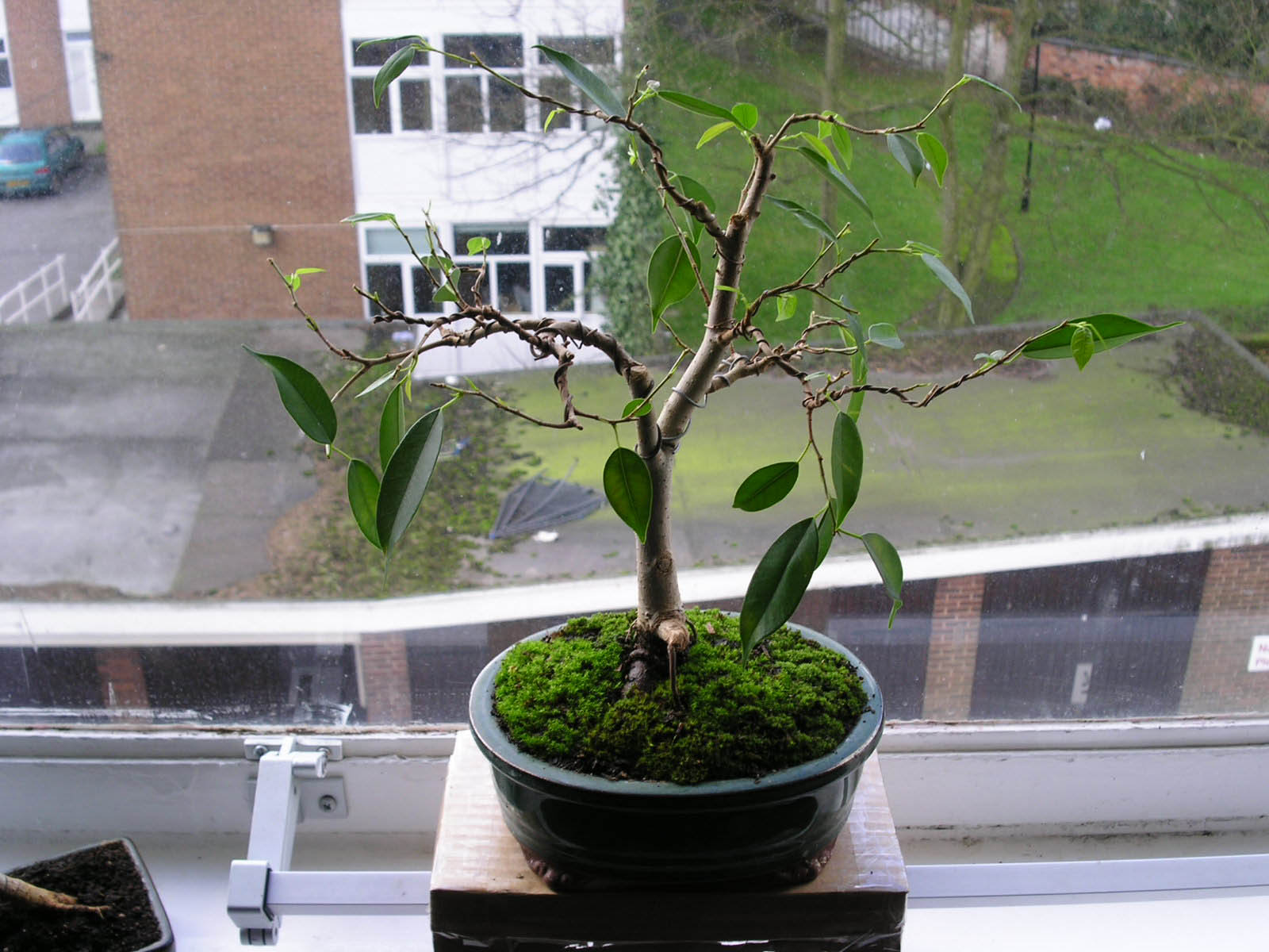 Ficus benjamina Les chuhin et autres grands bonsaï ParlonsBonsai