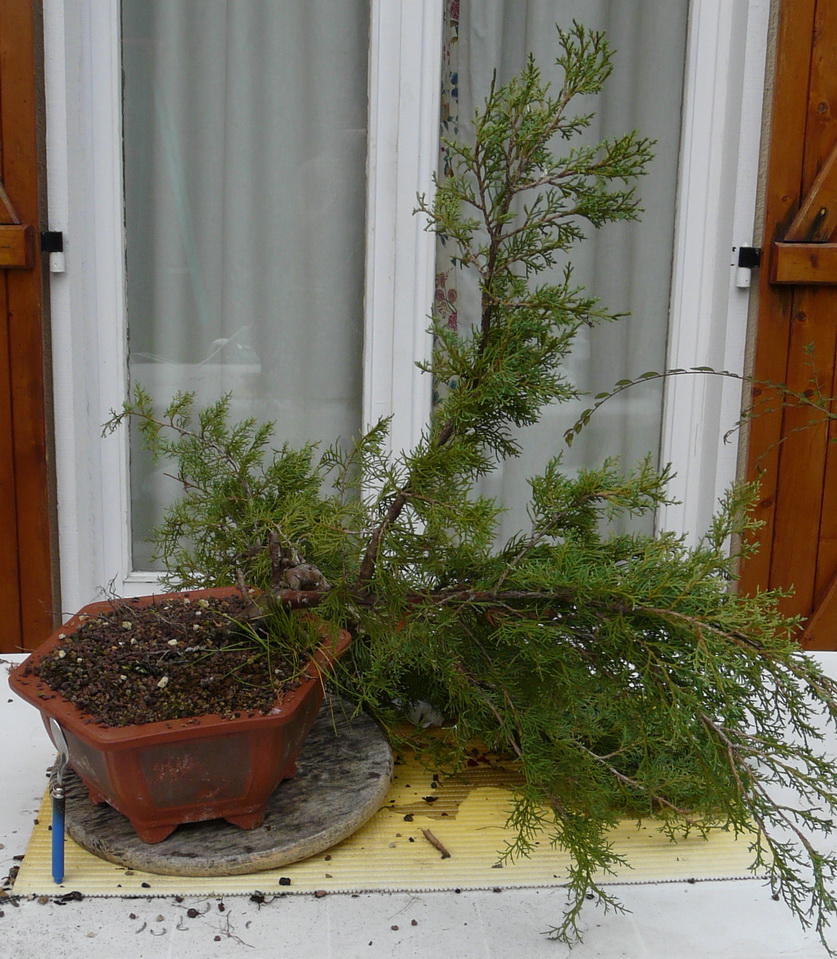 Juniperus Les Chuhin Et Autres Grands Bonsa Parlonsbonsai