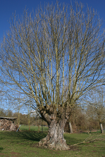 Copie_de_fr_ne_2009_03_2.jpg
