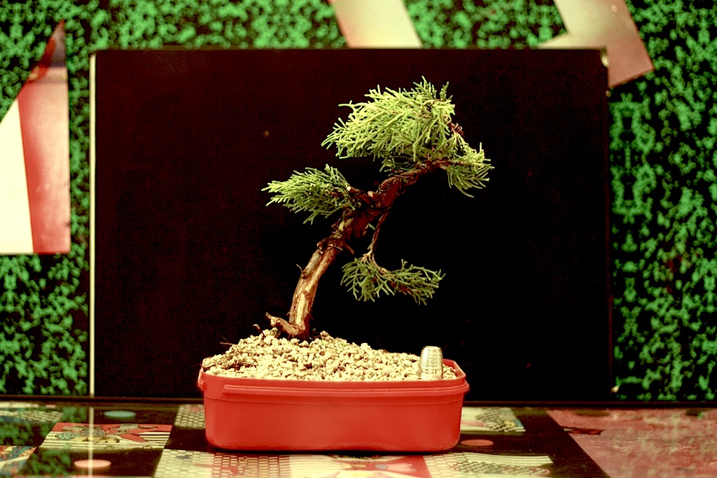 juniperus Oldgold1 -8-.jpg