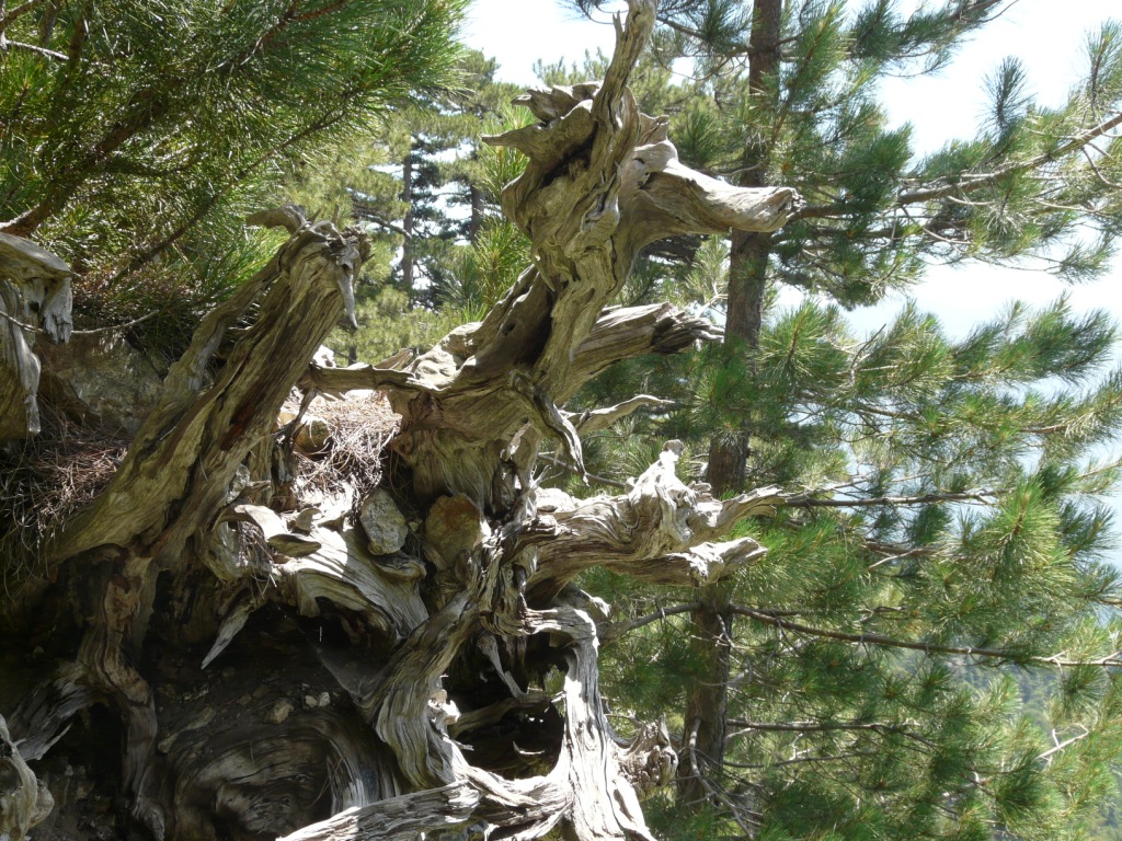 post-11337-1280404193.jpg