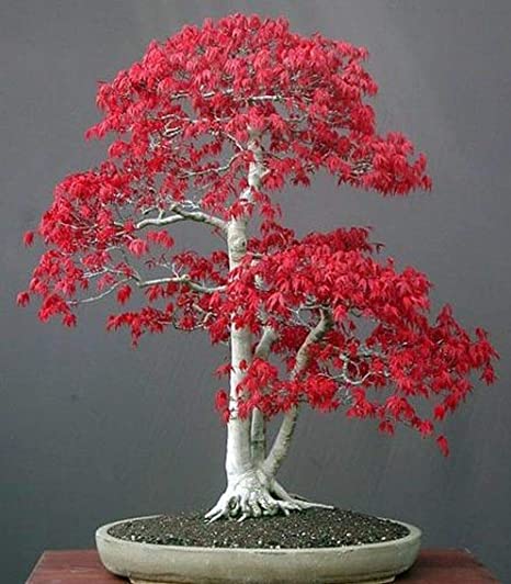 érable du japon bonsai.jpg