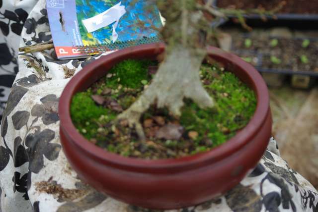 IMGP3865_PhotoRedukto.jpg