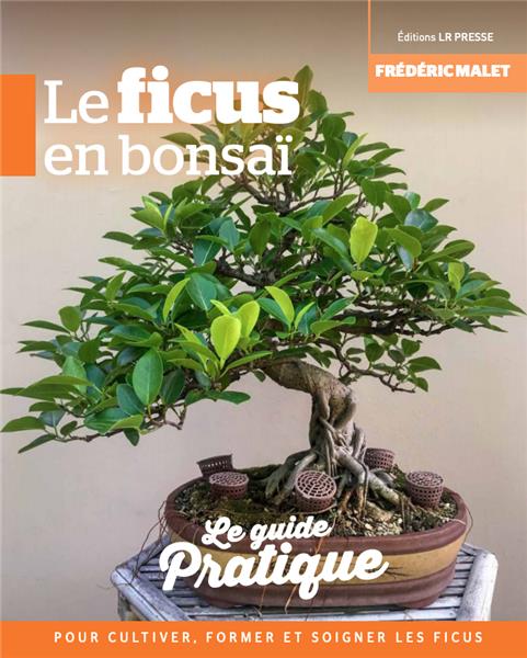 I-Grande-11813-le-ficus-en-bonsai.net.jpg
