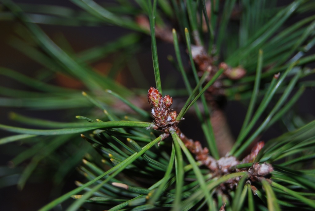 dsc_2211.jpg