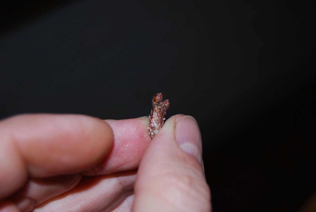 dsc_2152.jpg