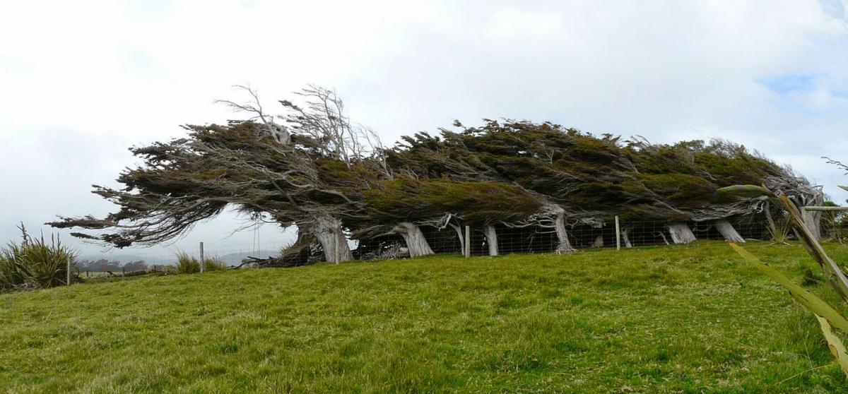 061.En bord de mer, arbres coiffés par le vent.jpg