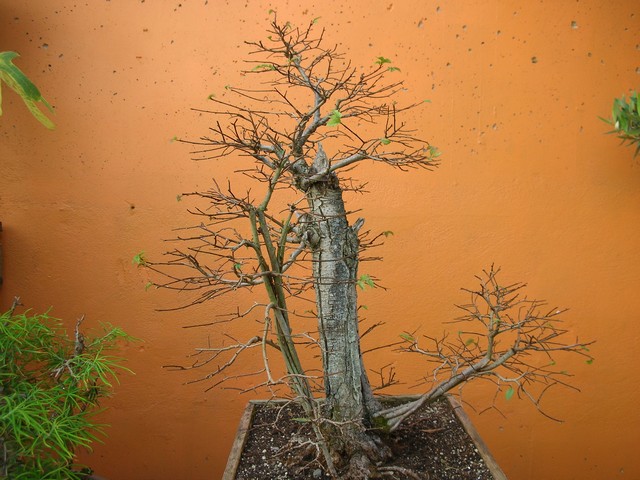 orme champetre défolié.jpg