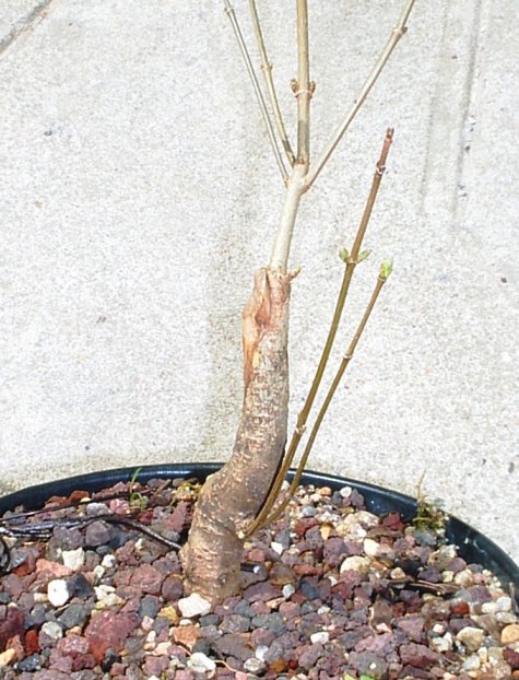 Acer1.jpg