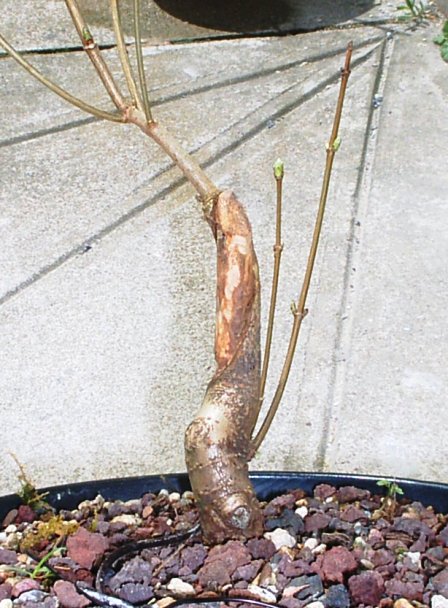 Acer2.jpg