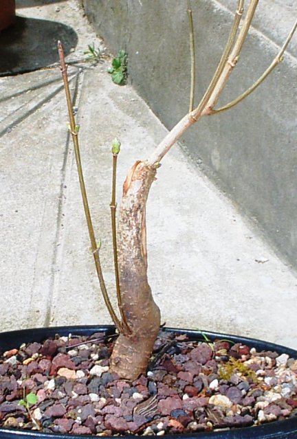 Acer3.jpg