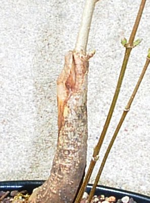 Acer4.jpg