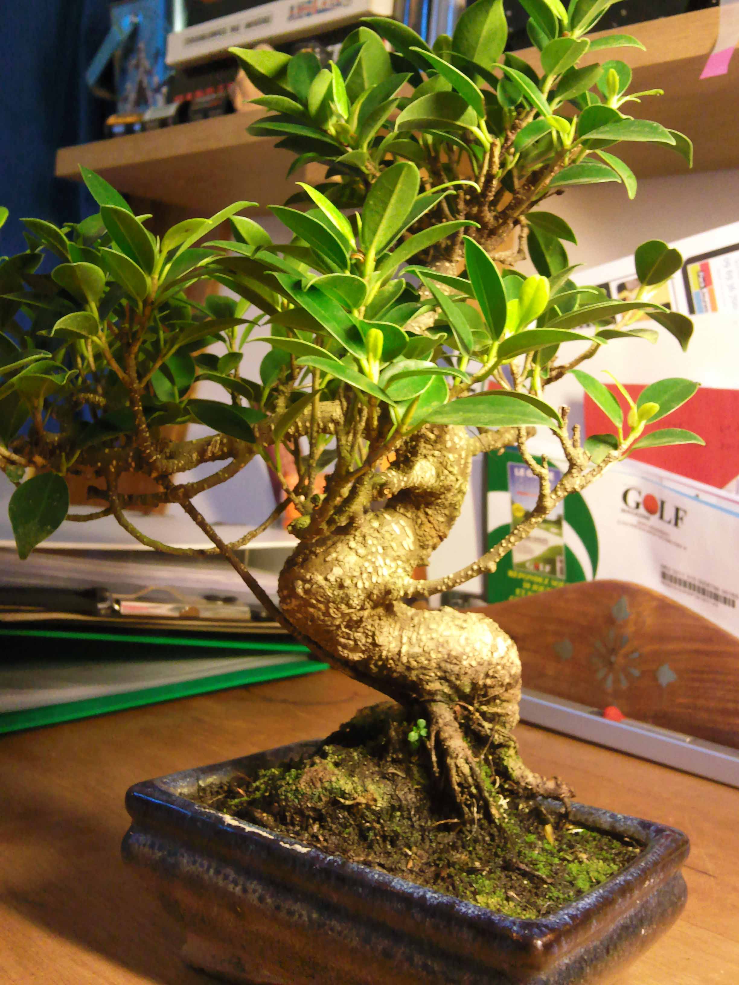 Ficus_Retusa.jpg