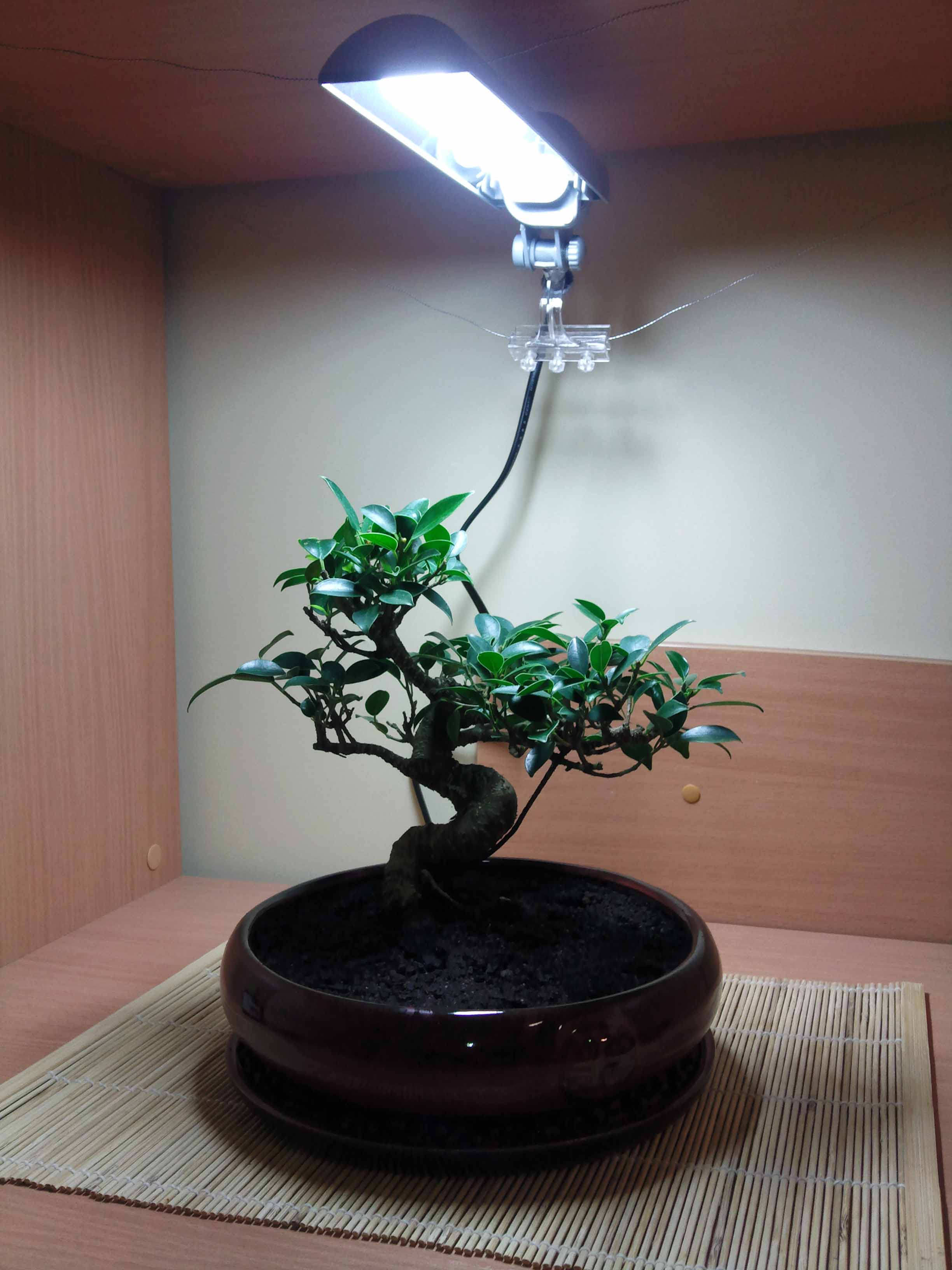 Ficus_Retusa__4_.jpg
