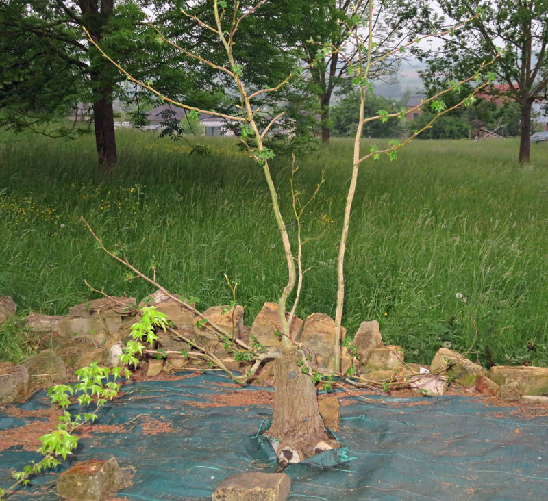 liquidambar.jpg