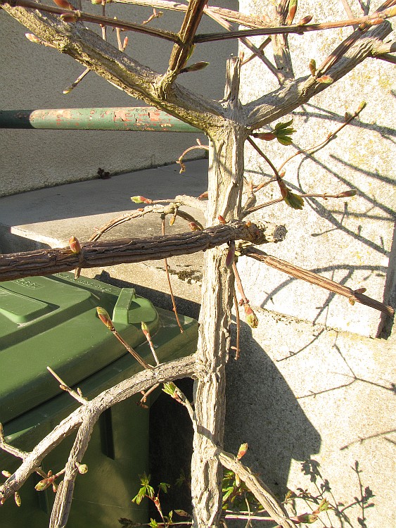 acerc001_210413a.jpg