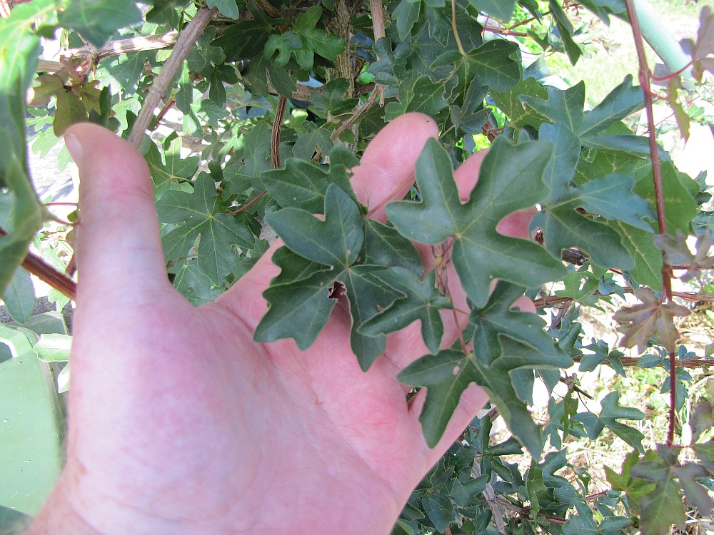 acerc001_210811a.jpg