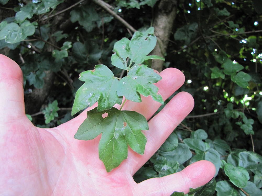 acerc000_210811b.jpg
