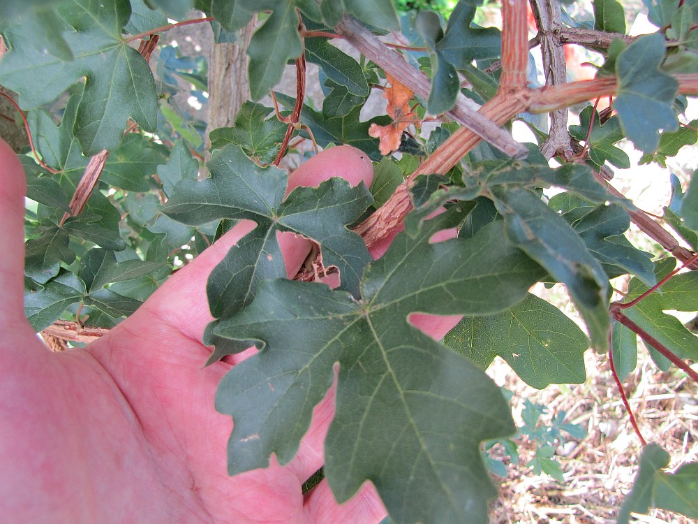 acerc001_210811b.jpg