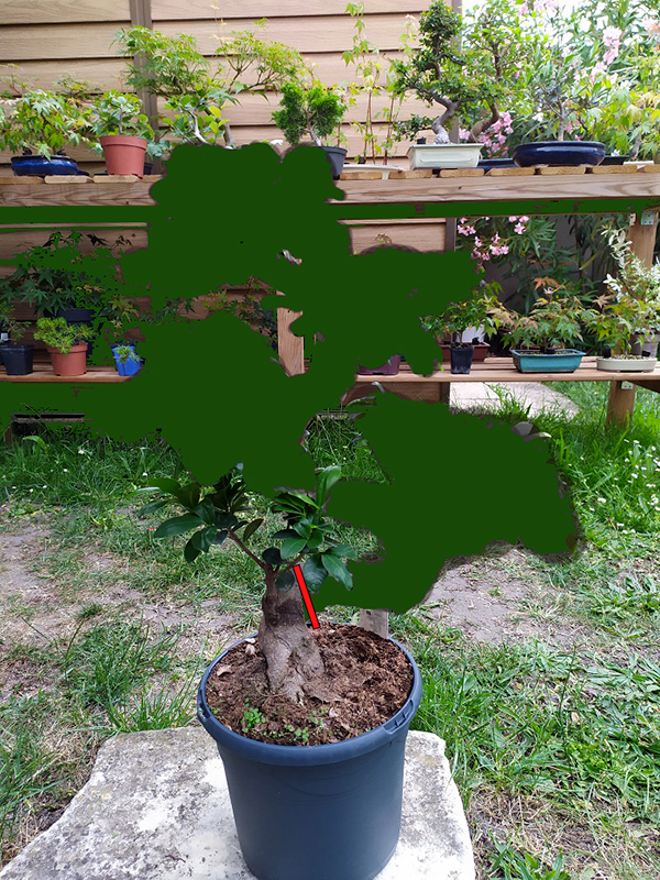 ficus Xav300512copie1.jpg