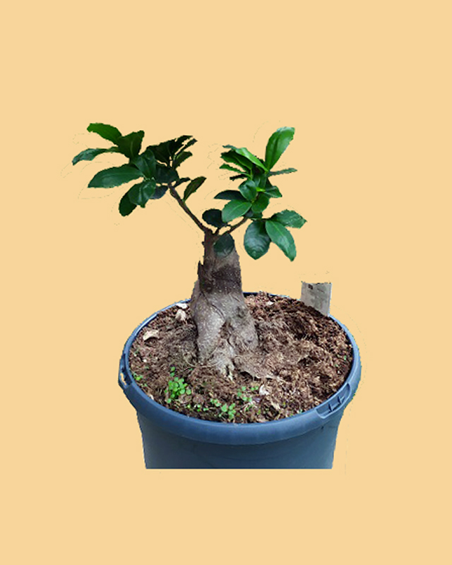 ficus Xav300512copie1b.jpg