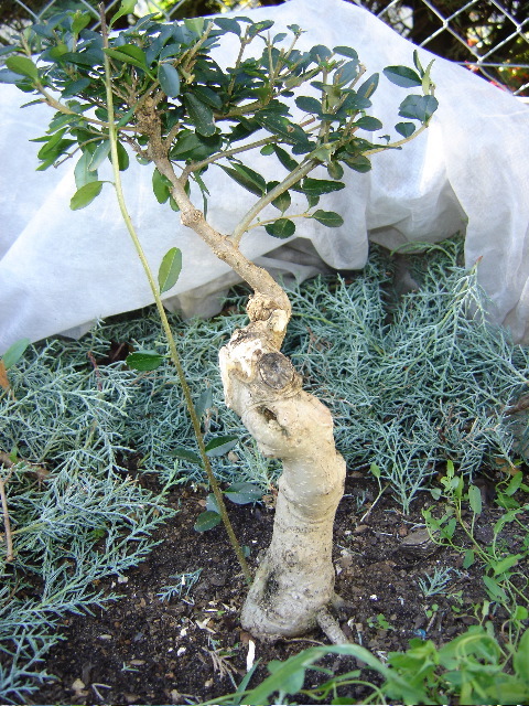 2006.jpg
