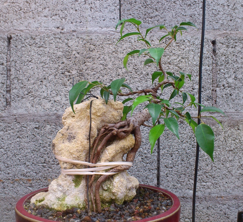 ficus benji seki.jpg
