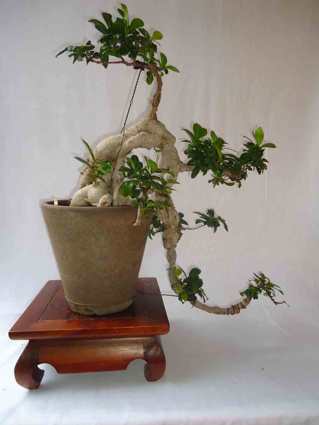 Ficus Retusa Cascade - 08 2011 (1).jpg
