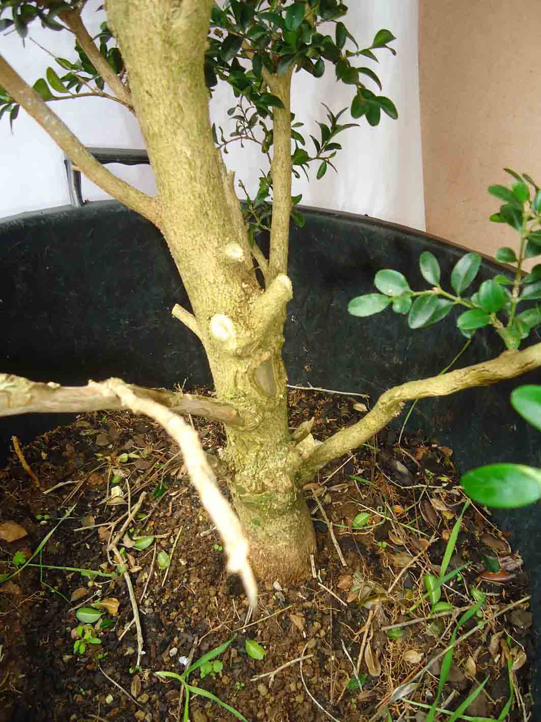 Y. Buxus - 08 2011 (5).jpg