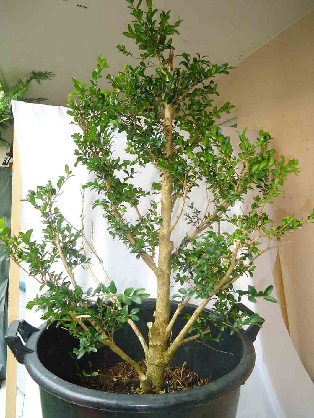 Y. Buxus - 08 2011 (3).jpg