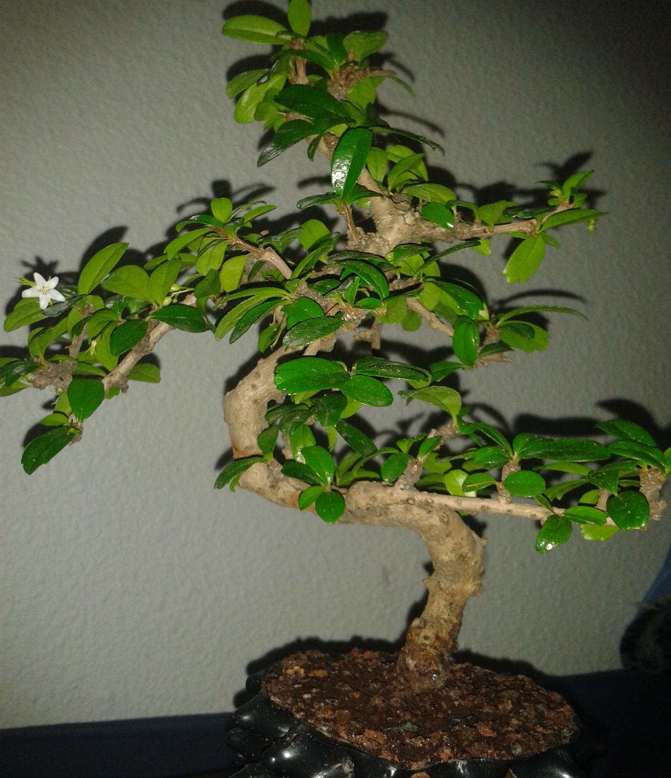 Printemps 2011 (3).jpg