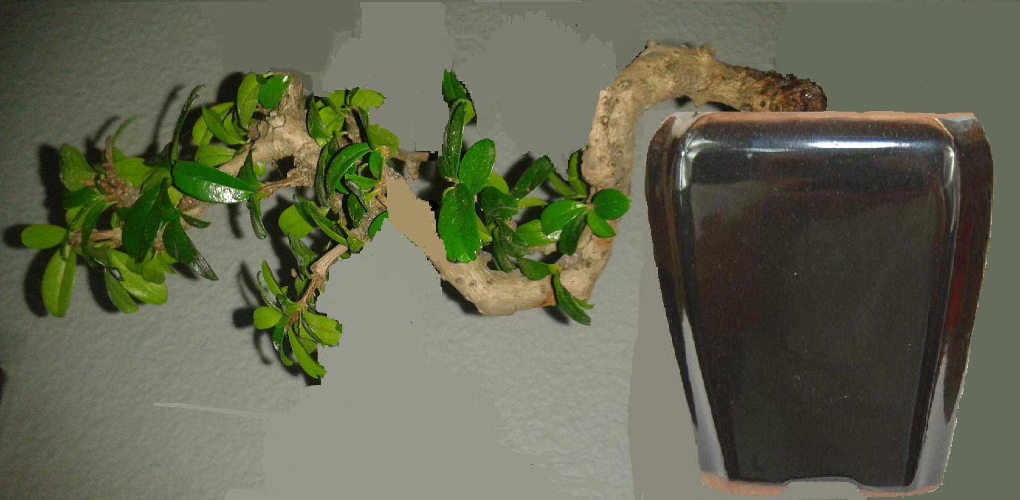 Virtuel de projet semi-cascade carmona (printemps 2011) (2).jpg