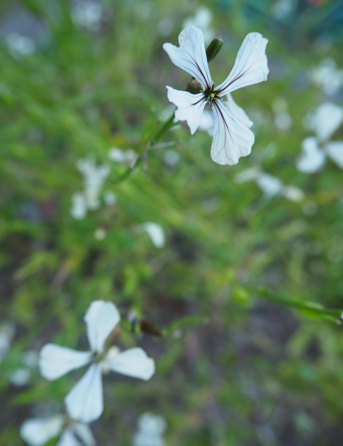 roquette eruca sativa .jpg