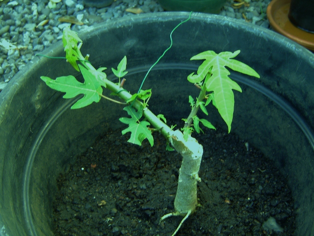 bonsai papayer après taille des feuilles 15.08 (640x480).jpg