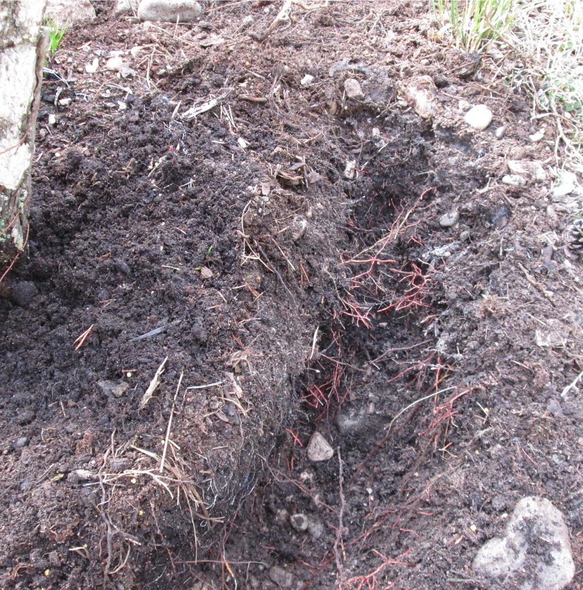 pin sylvestre 2019 04 10 (002).jpg