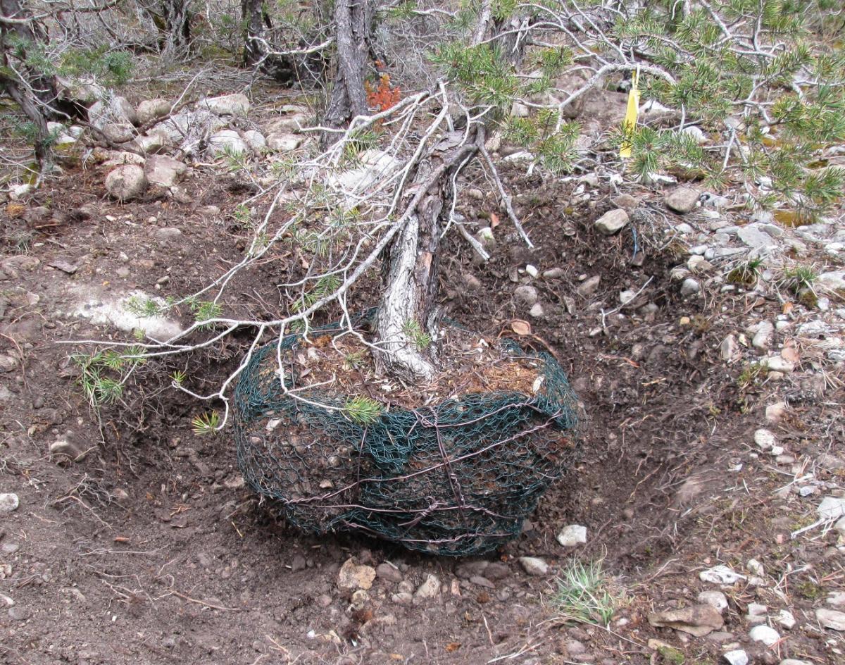 pin sylvestre lettré shari 2019 04 10 (44).jpg