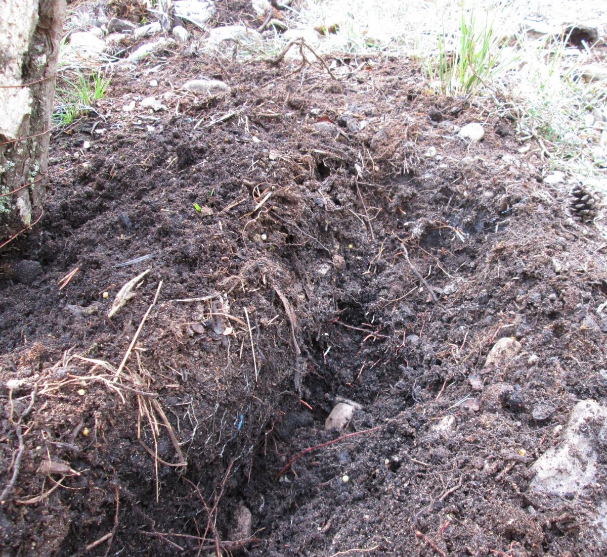 pin sylvestre 2019 04 10 (001).jpg