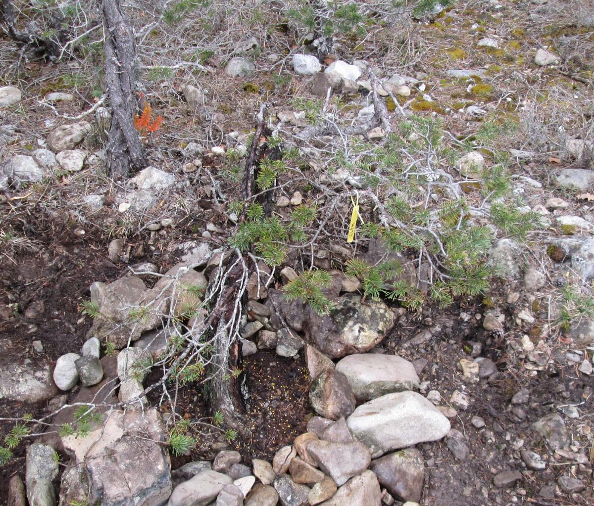 pin sylvestre lettré shari 2019 04 10 (45).jpg