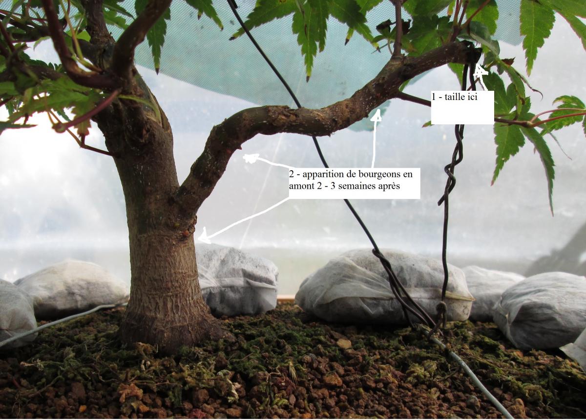 acer palmatum beni tsukasa 2018 08 22 001virt.jpg