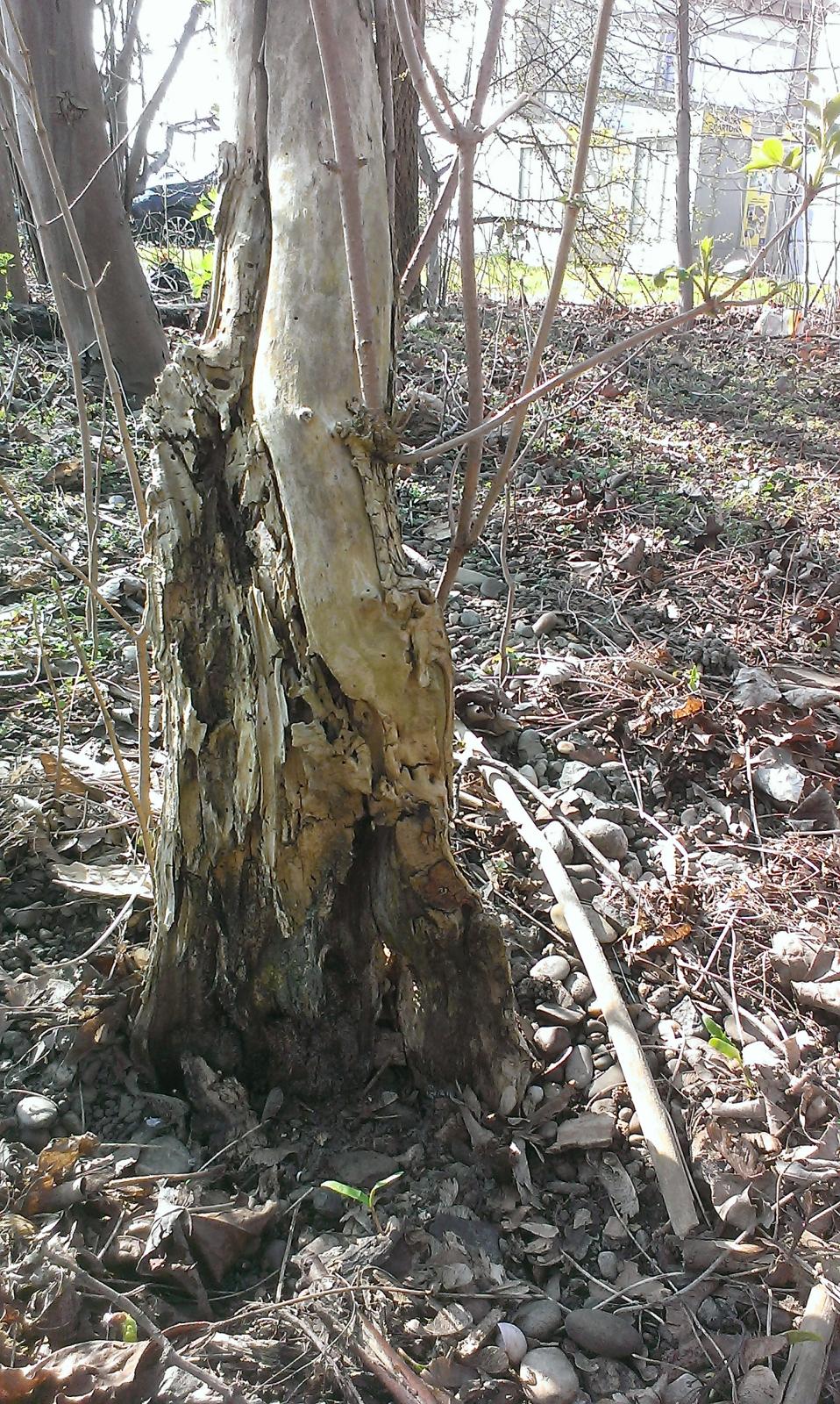 IMAG0529.jpg