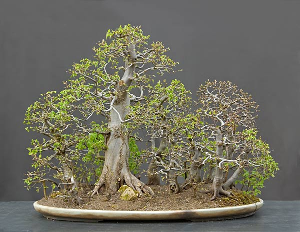 WP-hornbeam-in-spring-12405124.jpg
