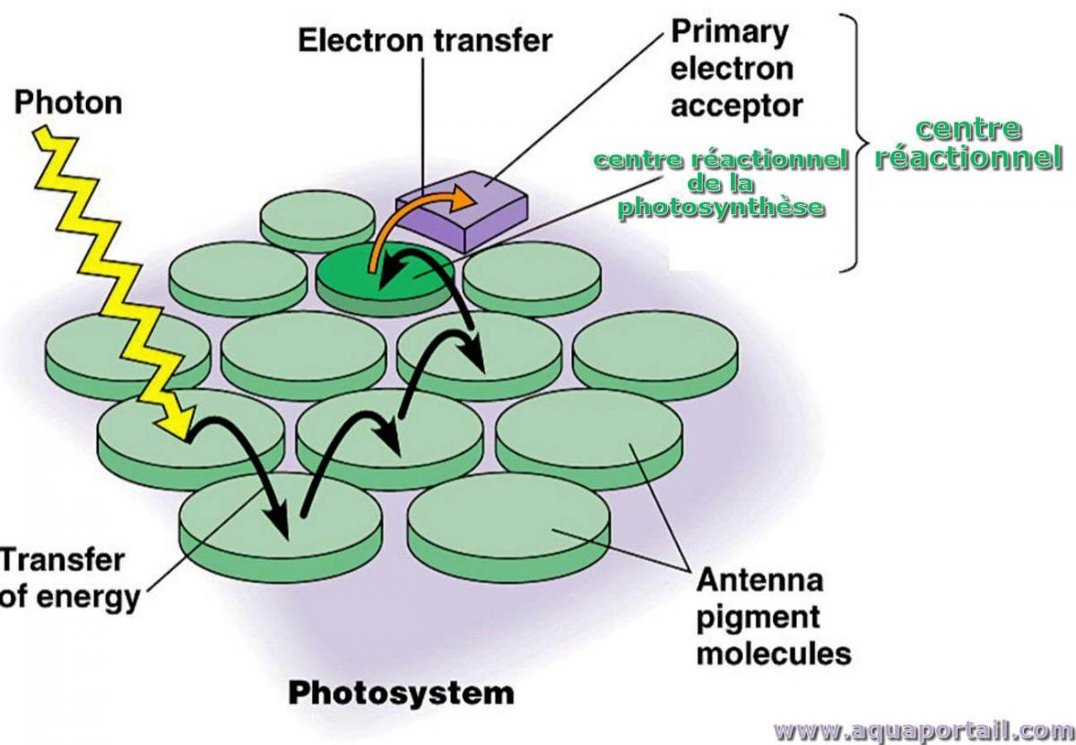 centres-reactionnels-de-la-photosynthese.jpg
