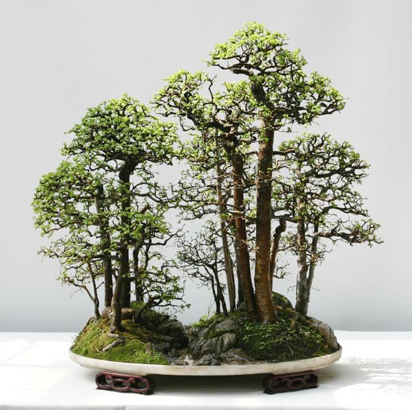 estacaobonsai_chinese_elm3.jpg