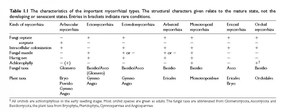classificationdes mycrorhizes.jpg