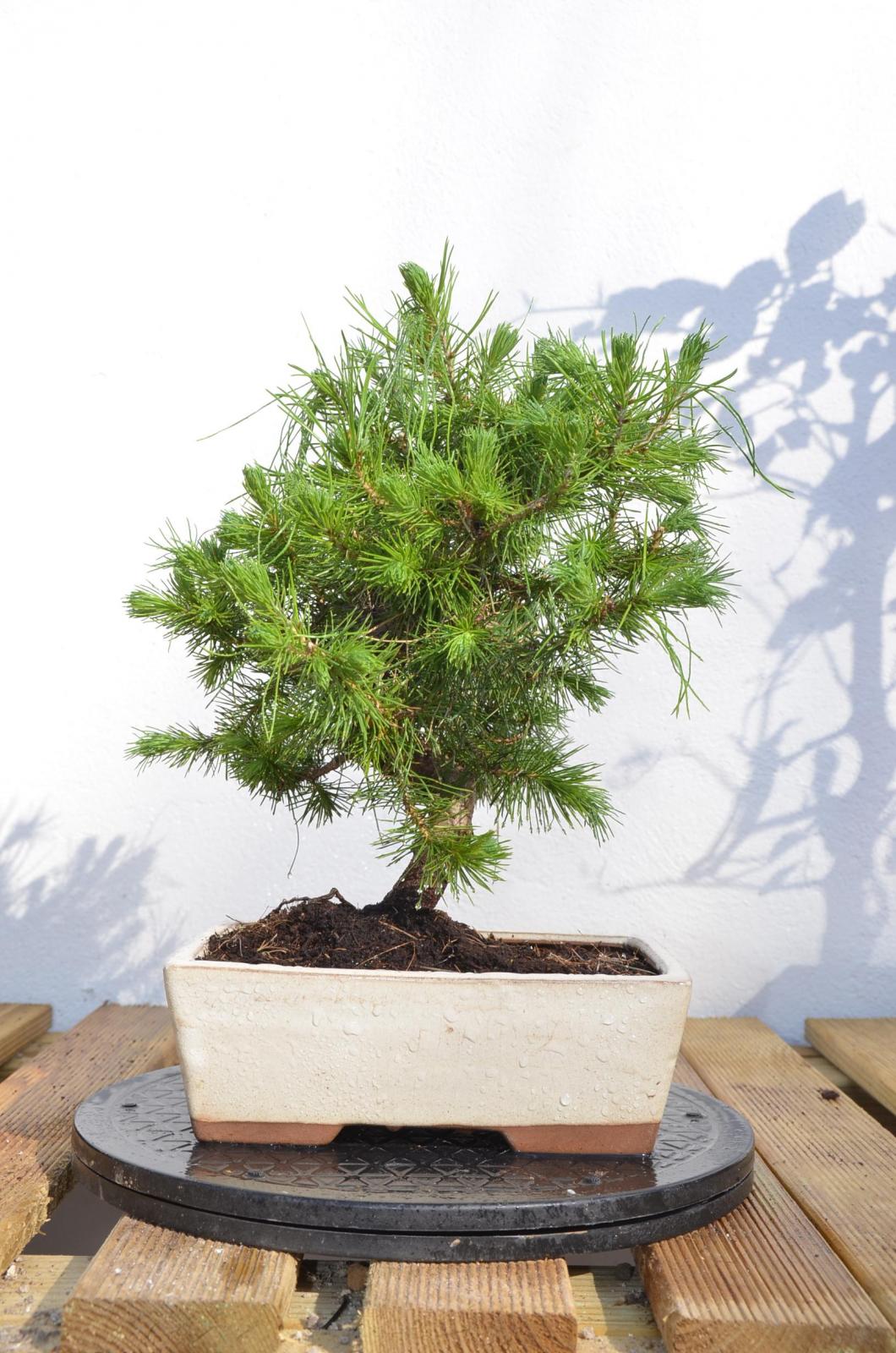 Pinus halepensis 25 3 2015.jpg
